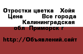 Отростки цветка  “Хойя“ › Цена ­ 300 - Все города  »    . Калининградская обл.,Приморск г.